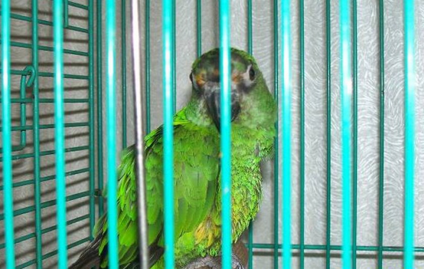 Конголезский попугай