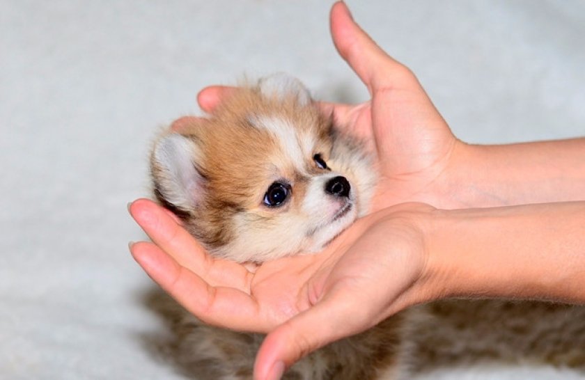 Померанский шпиц