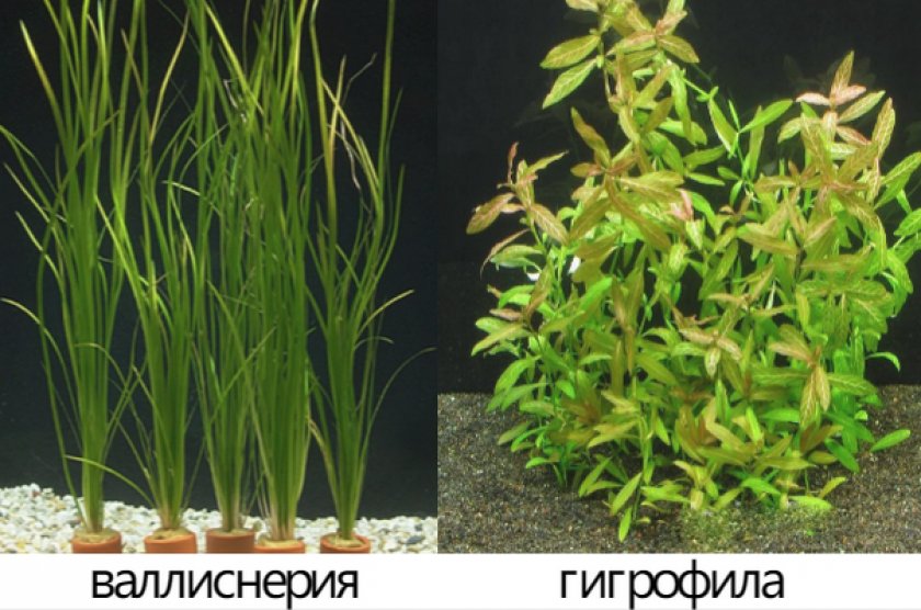 Быстрорастущие аквариумные растения Быстрорастущие аквариумные растения