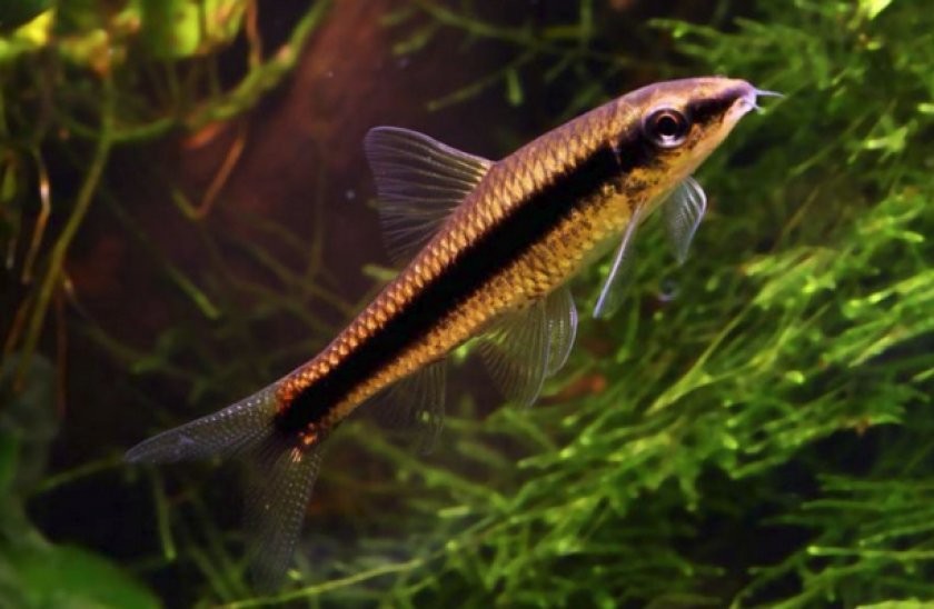 Сиамский водорослеед Сиамский водорослеед