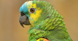 Попугай Попугай