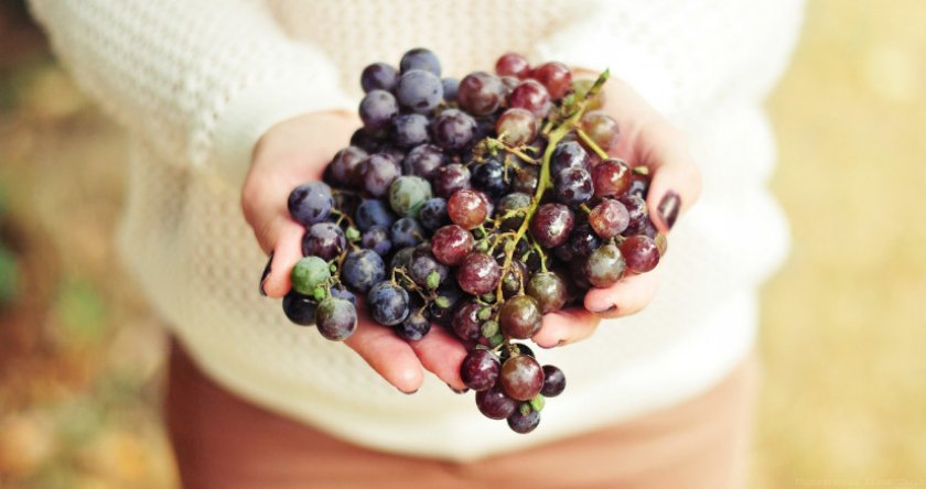 Виноград в руках Виноград в руках