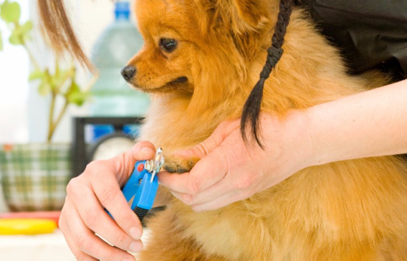 Подстригание коготков