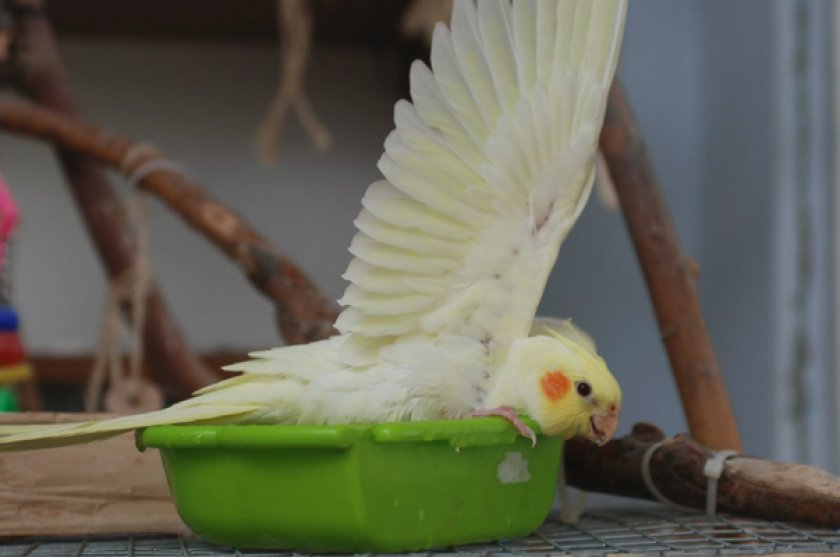 Купание попугая в ванночке из золы