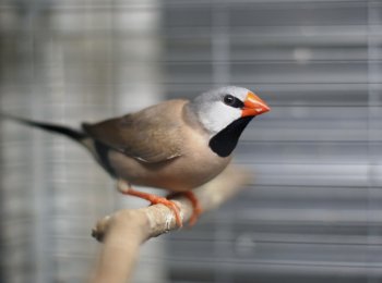 Разведение амадин в домашних условиях