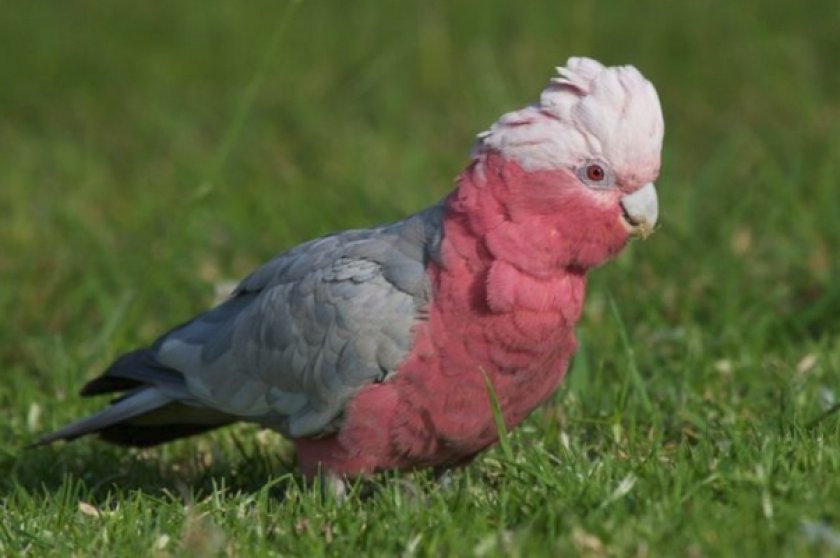 Попугай розовый какаду