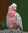 Попугай розовый какаду