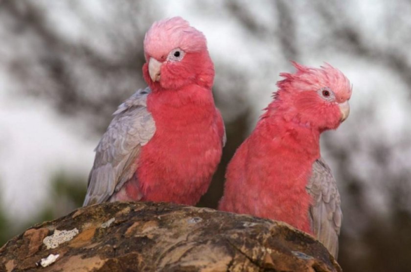 Розовые какаду