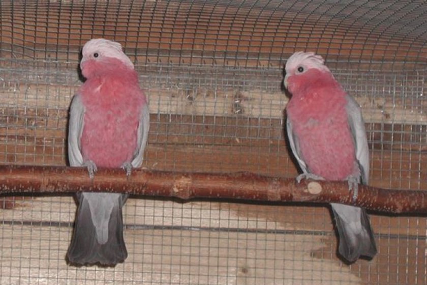 Розовые какаду в клетке