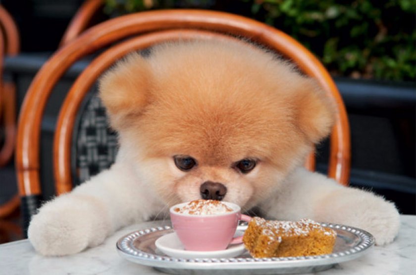 Питание шпица Питание шпица