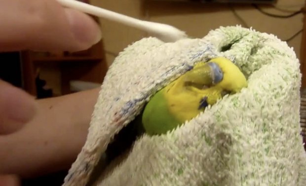 Лечение попугая