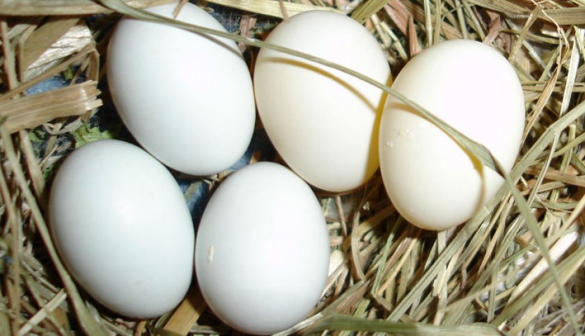 Яйца амадин Яйца амадин