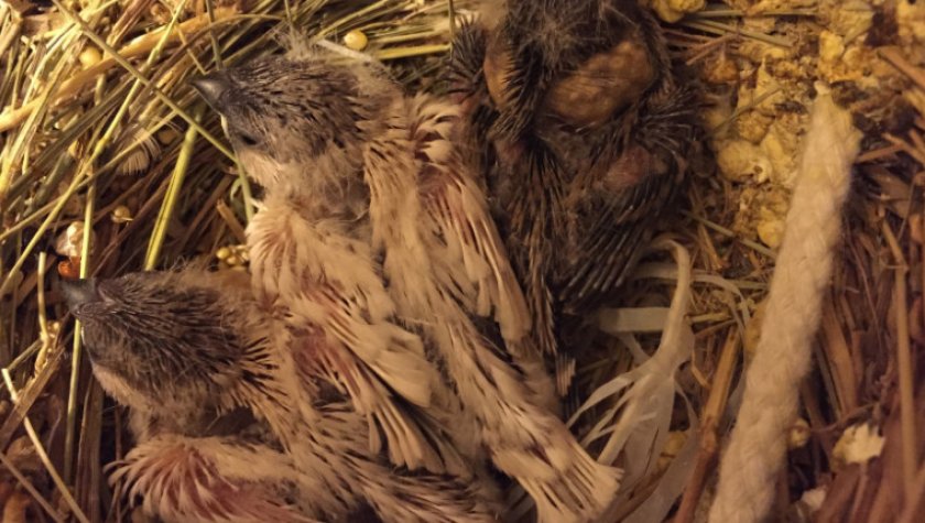 Птенцы амадин Птенцы амадин