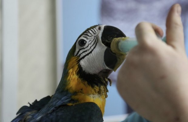 Лечение попугая