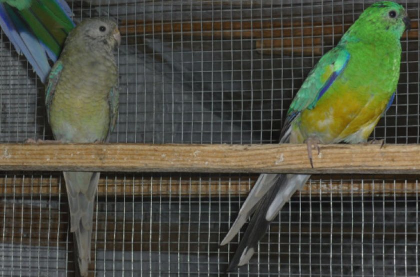 Певчие попугаи в клетке
