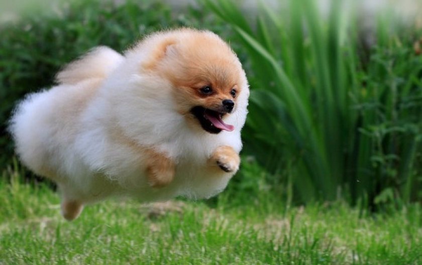 Померанский шпиц