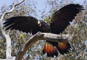 Траурный какаду Бэнкса