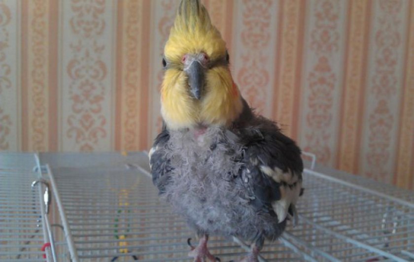 Попугай Корелла