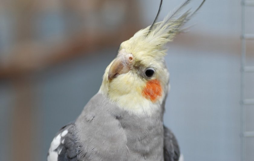Попугай Корелла