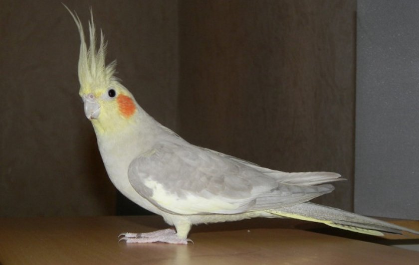 Попугай Корелла