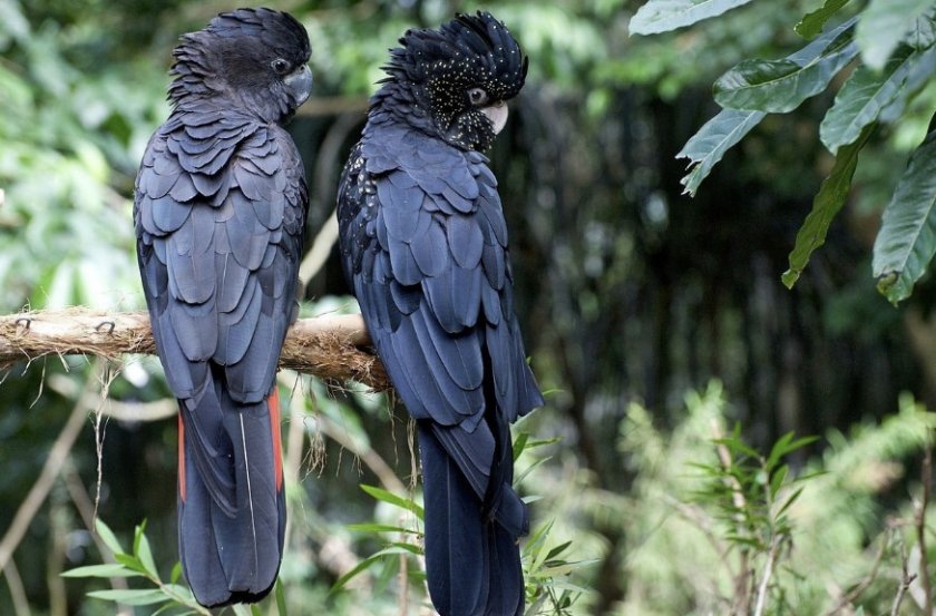 Пара попугаев
