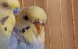 Что такое восковица у волнистого попугая?