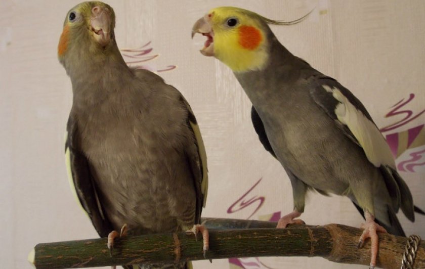 Попугай Корелла