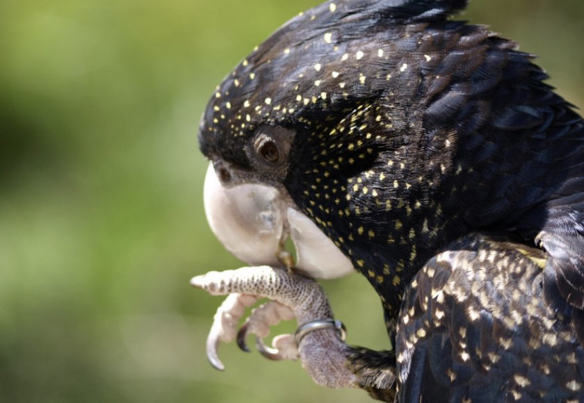 Траурный попугай Бэнкса