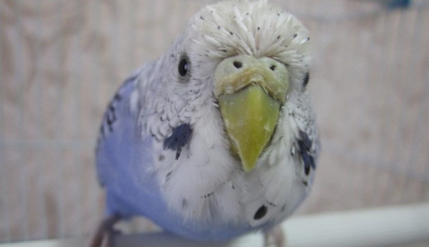 Кнемидокоптоз у попугая