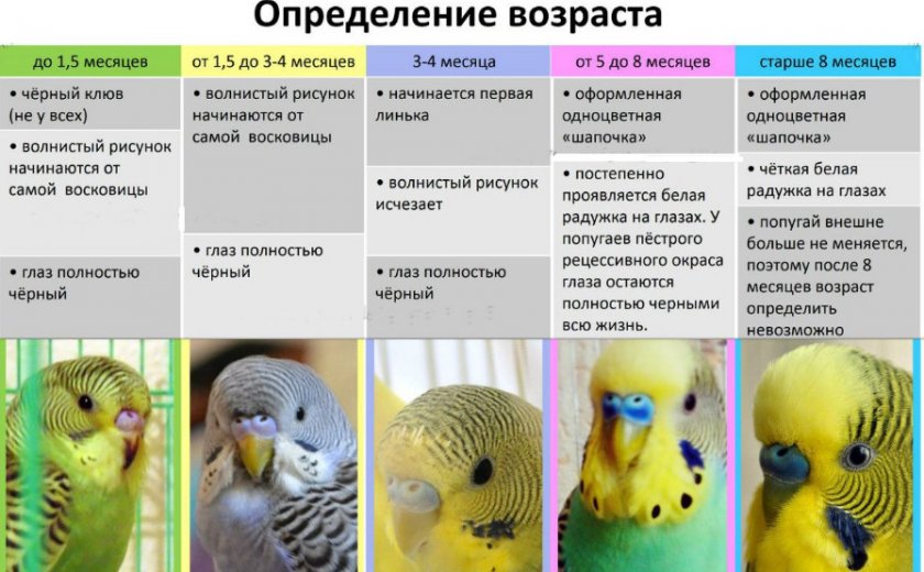 Определение возраста волнистого попугая