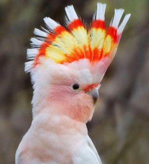 Какаду инка