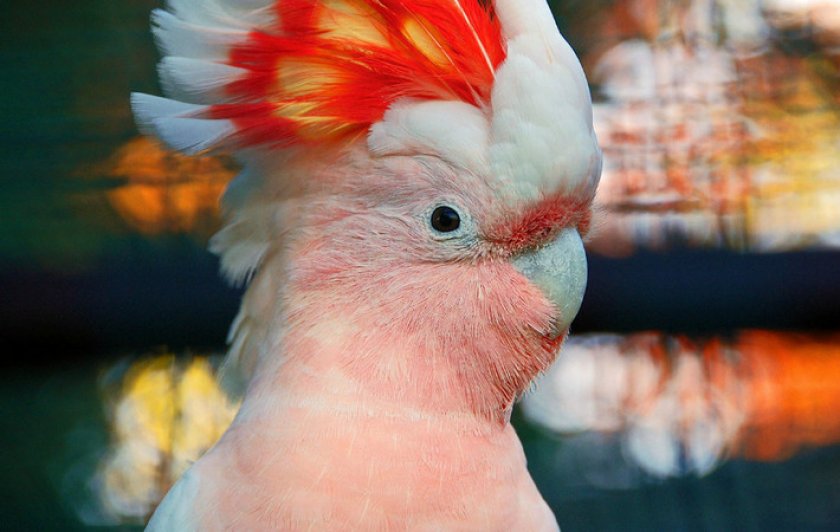 Попугай какаду инка