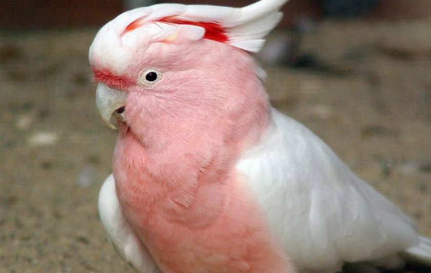 Попугай какаду инка