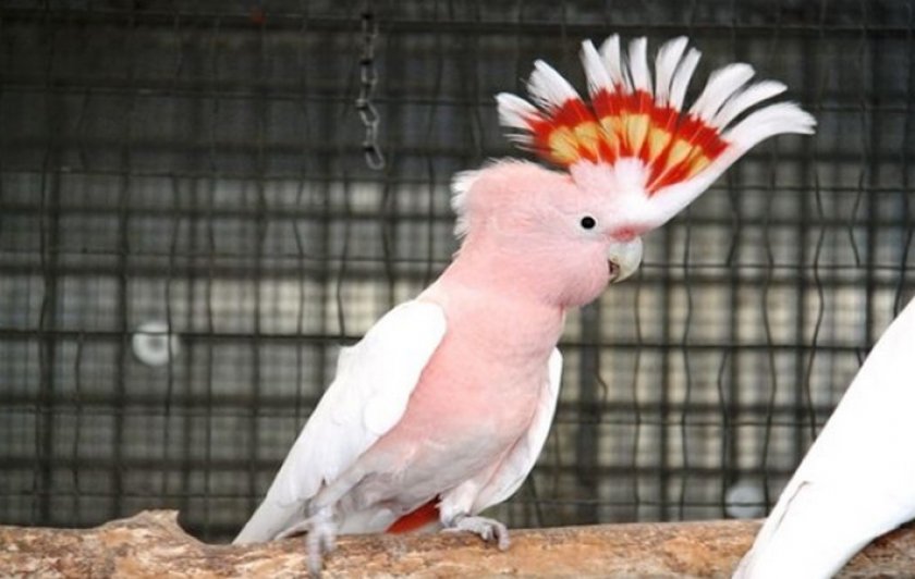 Попугай какаду инка