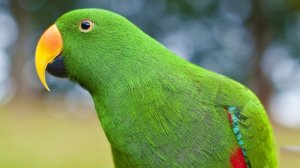У волнистого попугая опухоль внизу живота – что делать?