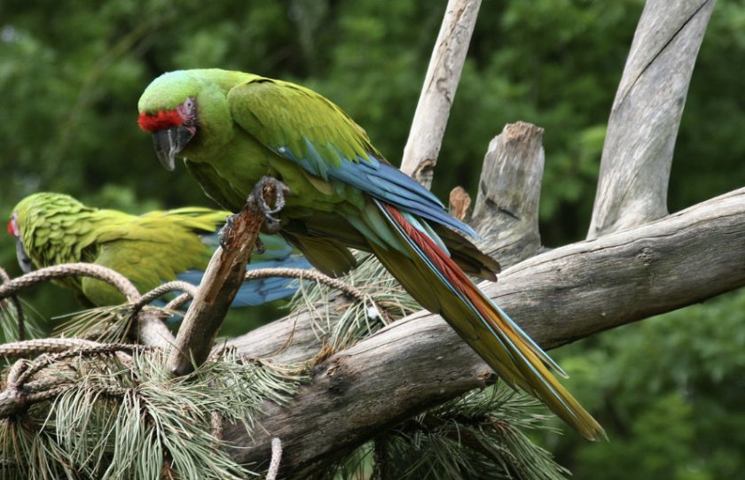 Солдатский ара