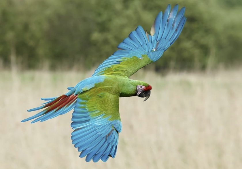 Солдатский ара в природе