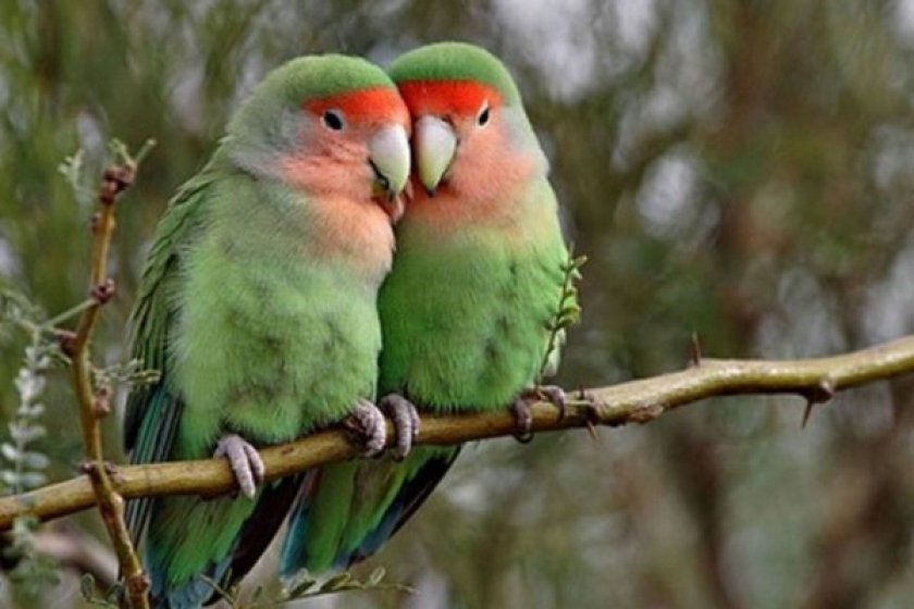 Дружелюбные попугаи