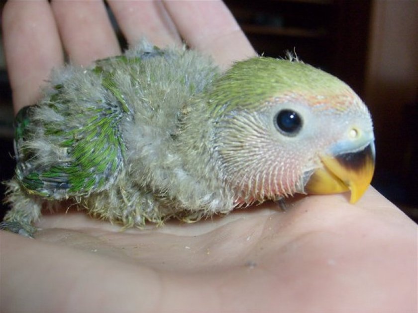 Птенец неразлучника