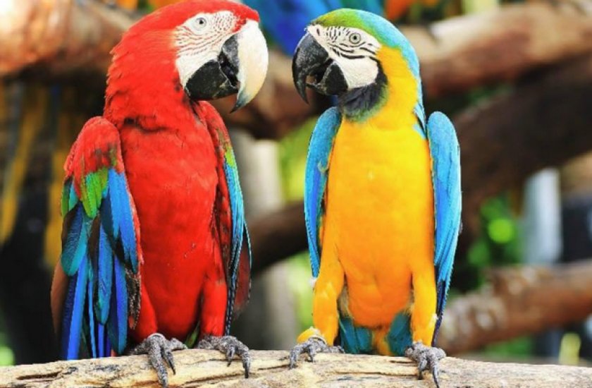 Попугаи ара