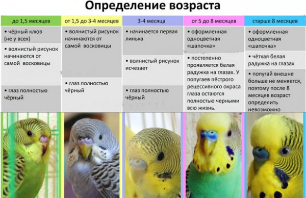 Попугай Как Определить Пол Фото