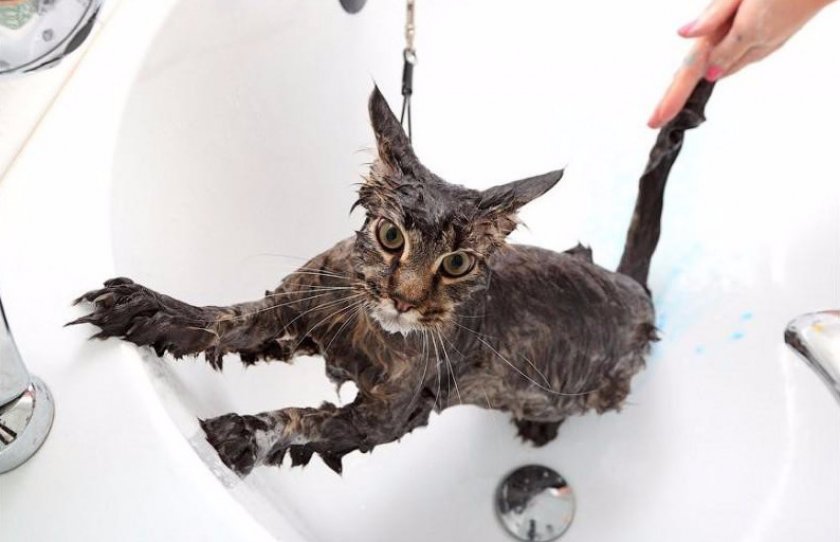 Купание мейн-куна