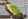 Попугай черноголовый каик