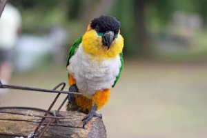 Попугай черноголовый каик