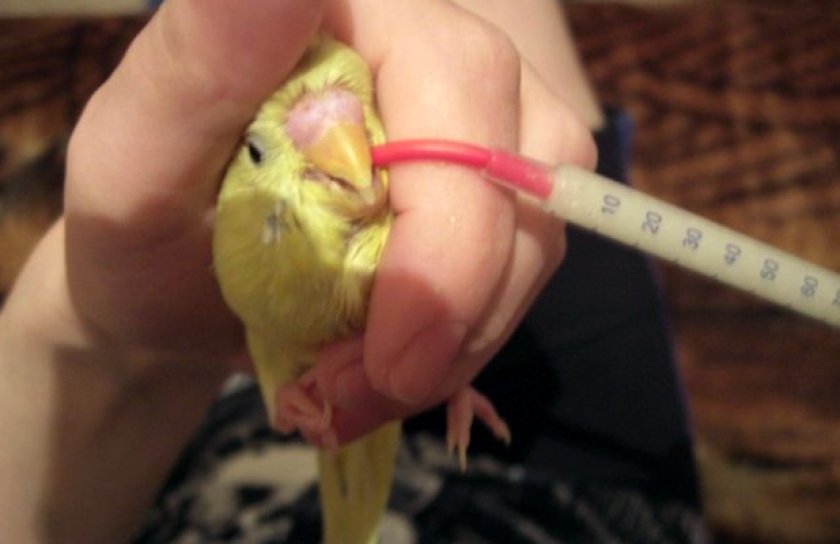 Лечение судорог у попугая