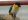 Попугай черноголовый каик