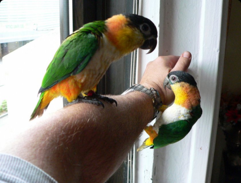 Попугай черноголовый каик Попугай черноголовый каик