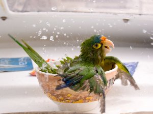 Как сделать купалку для попугая своими руками: ванночки для попугаев