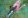 Розовобрюхий (боурка) травяной попугай