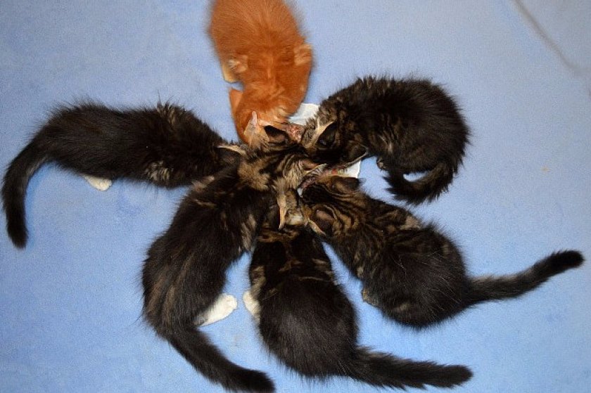 Кормление котят